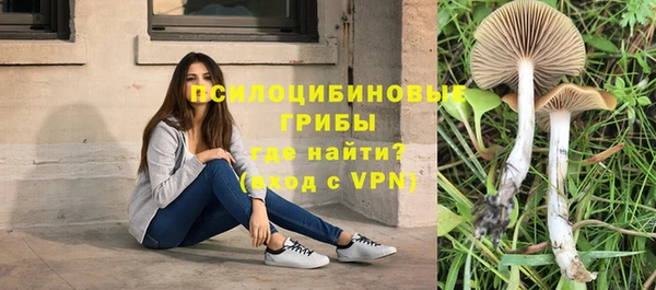 сатива Новокубанск